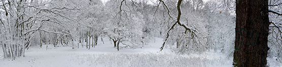 snow landscape winter banner