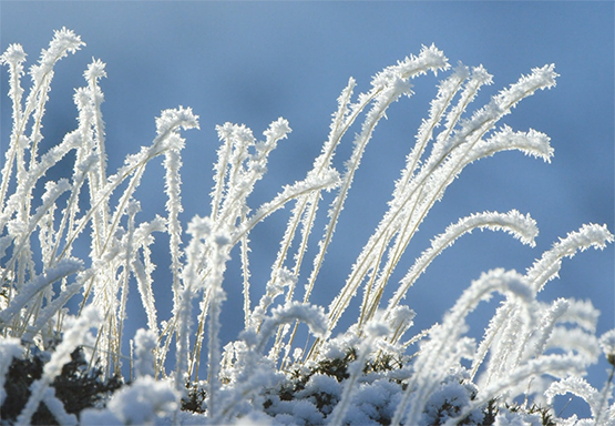 winter picture of frozen grass