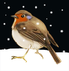 winter robin in snow