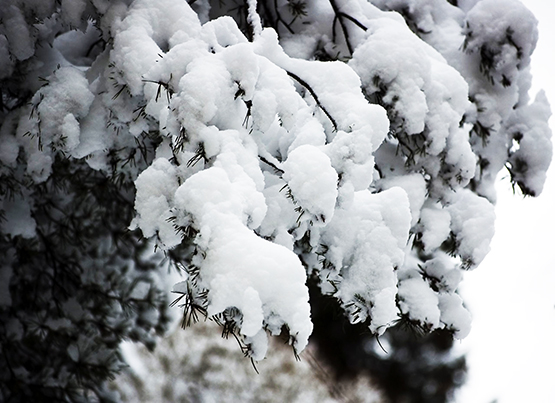snow on branches picture