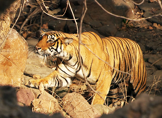 wonderful tiger photo