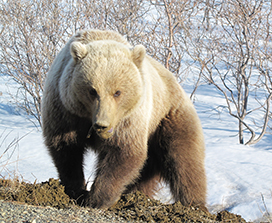 a bear at spring