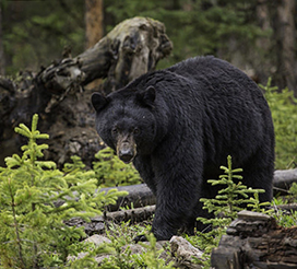 a black bear pictures