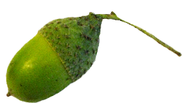 acorn clip art