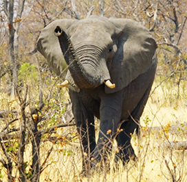 Botswana elephant picture
