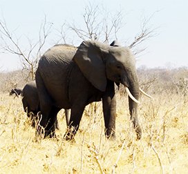 African elephants in the dry season