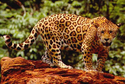 animal clipart jaguar great for business