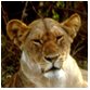 animal facts femal lion