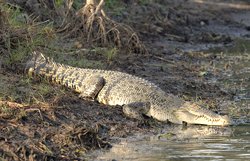 animal facts saltwater crocodile