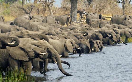 assembly elephants in dry season Africa