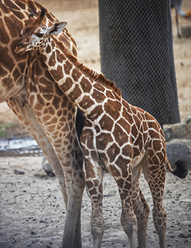 baby giraffe camouflage