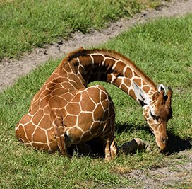 baby giraffe laying down