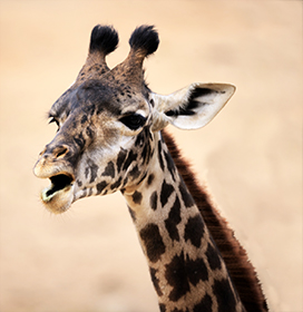 baby giraffe funny face