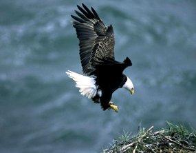 bald eagle landing on nest
