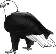 bald eagle drawings picture