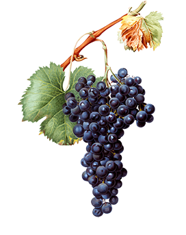 beautiful cluster of grapes clipart