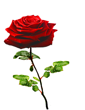Valentine rose on stalk