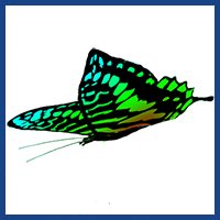 big logo butterfly clipart