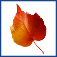 logo for fall leaves clipart