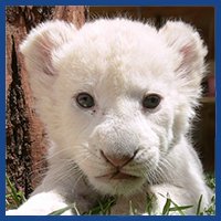 lion picture logo