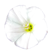 bindweed head clip art
