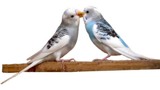 budgerigars kissing