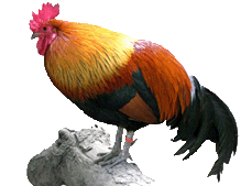 bird-clip-art-rooster