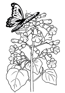 butterfly and flower coloring page