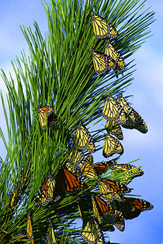 Monarch butterfly migration