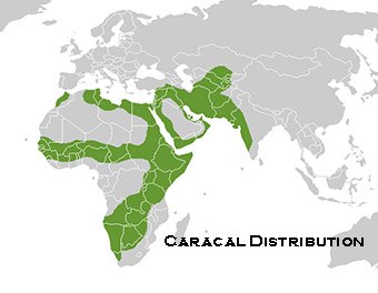 caracal cat distribution