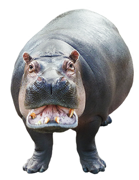 frontal picture of hippo cut-out