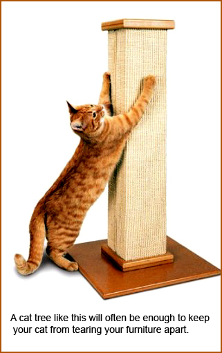 cat tree for good behavior
