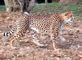 cheetah gepard walking