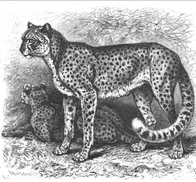 Drawing of two cheetahs