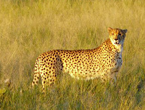 cheetah facts national park Africa