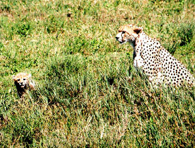 cheetah with cub savannah