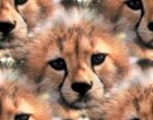 cheetah cub face