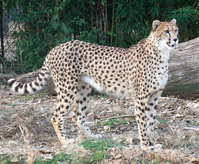 gepard cheetah pictures