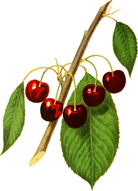cherry fruits on cherry branch