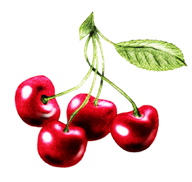 cherry clipart drawing