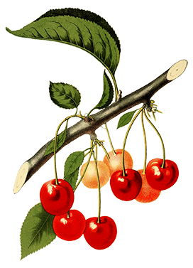 cherry fruit vintage drawing