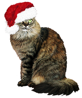 Funny Christmas cat