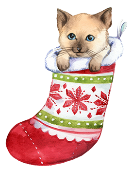 Christmas cat in Christmas stocking