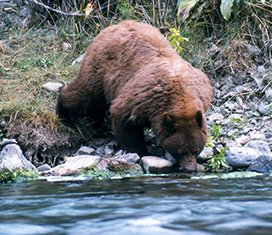 Cinnamon colored black bear