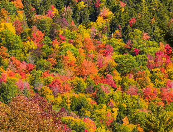 colorful fall trees