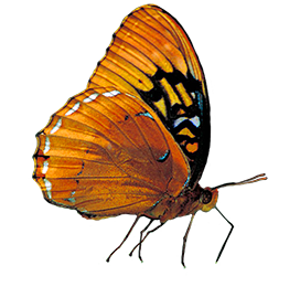 male orange butterfly clipart