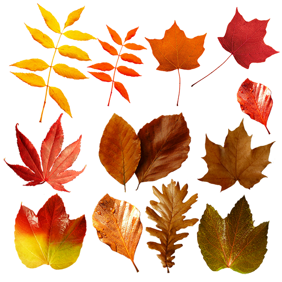 different fall leaves transparent background