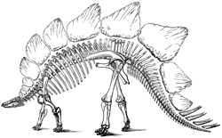 stegosaurus dinosaur facts