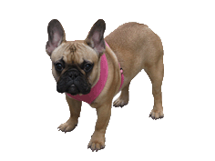 dog clipart bull dog