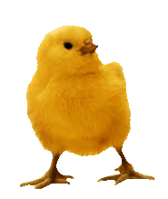 Easter chicken yellow soft